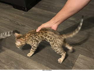 42 a1a. new Bengal kitten Pickle in her new home