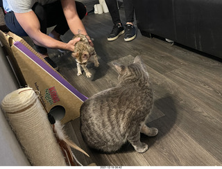 kitten Picle with cat Potato