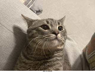 kitten Picle with cat Potato