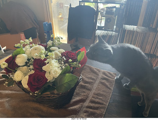 Olga and Anthony gave me a lovely floral bouquet for my birthday + my cat Devin