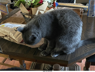 my cats Jane, Max, and Devin