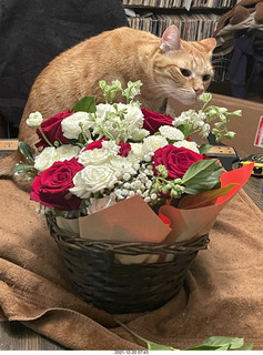1071 a1a. my birthday bouquet - my cat Max