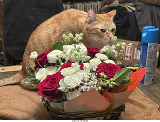 1072 a1a. my birthday bouquet - my cat Max