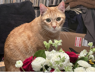 1073 a1a. my birthday bouquet - my cat Max