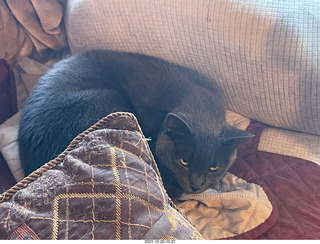 cats Davin, Jane, and Max