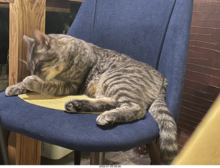 cat Potato and kitten Pickle