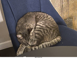 cat Potato and kitten Pickle