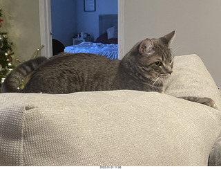 kitten Pickle and cat Potato together