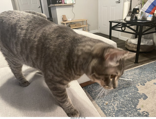 cat Potato and kitten Pickle cat Potato and kitten Pickle