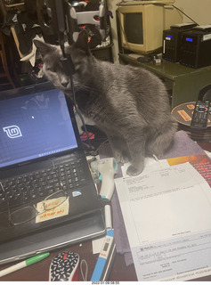 my cat Devin in the hifi room