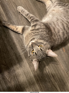 kitten Pickle and cat Potato kitten Pickle and cat Potato