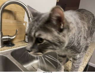 cat Potato and kitten Pickle cat Potato and kitten Pickle