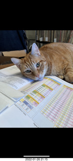 1105 a1b. my cat Max and Jerome's study materials