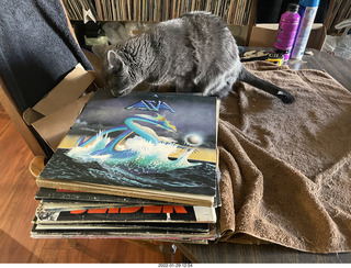 my cat Devin investigating Alanna's old records