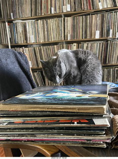 my cat Devin investigating Alanna's old records