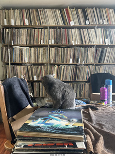 my cat Devin investigating Alanna's old records