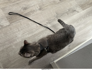 A+O house - 7027 43 Place + cat Potato