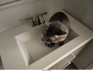A+O house - 7027 43 Place + cat Potato in the sink