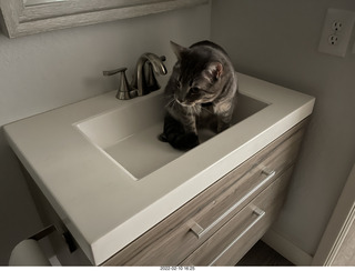 A+O house - 7027 43 Place + Olga, cat Potato