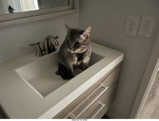 A+O house - 7027 43 Place + Olga, cat Potato