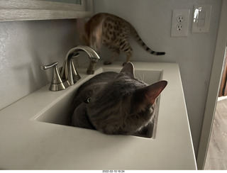 188 a1c. A+O house - 7027 43 Place + cat Potato in the sink + kitten Pickle