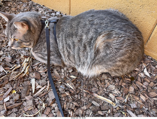 A+O house - 7027 43 Place + cat Potato and kitten Pickle