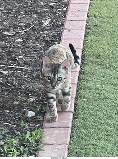 A+O house - 7027 43 Place + cat Potato in the sink + kitten Pickle
