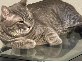 A+O house - 7027 43 Place + cat Potato in the sink + kitten Pickle