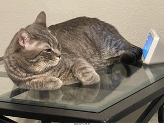 cat Potato