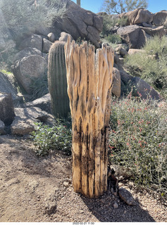 Pinnacle Peak - long dead saguaro cactus