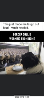 border collie working from home