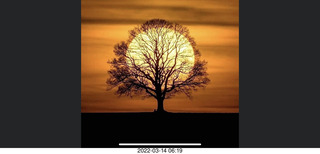 tree and sun image