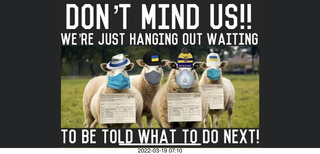 sheep don't mind us