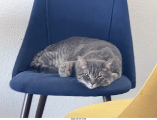 A+O house - 7027 43 Place + kitten Pickle, cat Potato