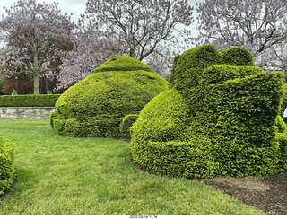 400 a1f. Longwood Gardens topiary