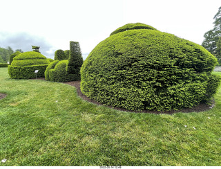 465 a1f. Longwood Gardens topiary