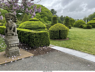 468 a1f. Longwood Gardens topiary with lion