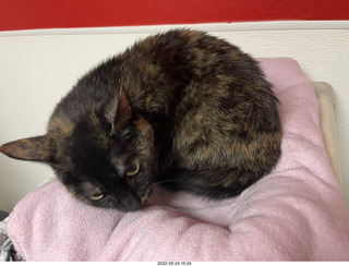 cat Miss Pris from web-page ad