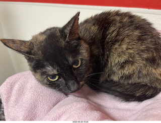 cat Miss Pris in Halo rescue center