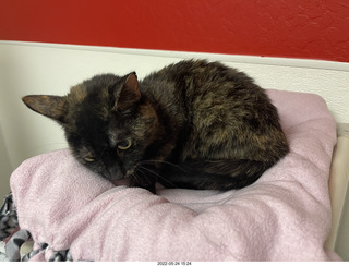 cat Miss Pris in Halo rescue