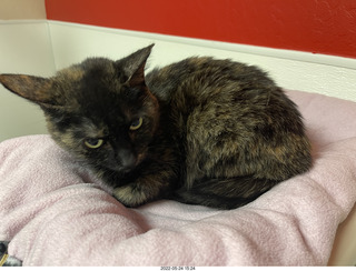 cat Miss Pris in Halo rescue center + Adam