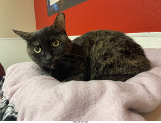 cat Miss Pris in Halo rescue center + Adam