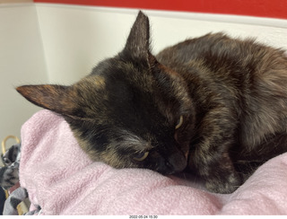 cat Miss Pris in Halo rescue center + Adam