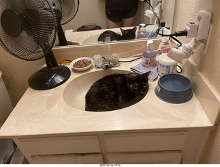 cat Miss Pris in my bathroom sink