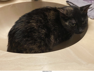 cat Miss Pris in my bathroom sink