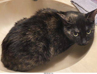 cat Miss Pris in my bathroom sink