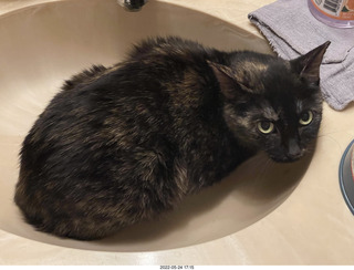 cat Miss Pris in my bathroom sink