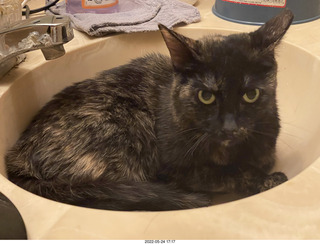 cat Miss Pris in my bathroom sink