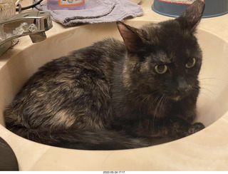 cat Miss Pris in my bathroom sink
