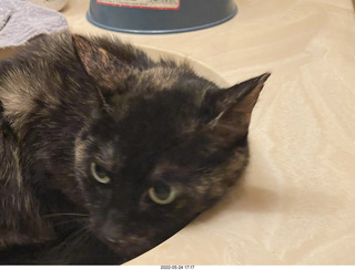 cat Miss Pris coming home with me